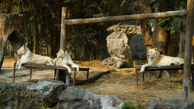 Portrait of white female lions living in captivity. Wildlife and nature stock footage.