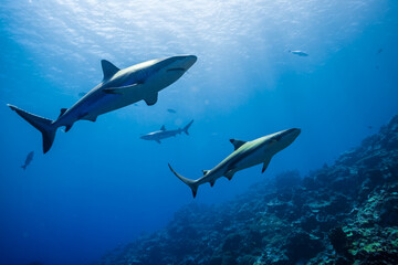 海面下間近を泳ぐオグロメジロザメ, carcharhinus amblyrhynchos。グレーリーフシャークとも呼ばれる。ミクロネシア連邦ヤップ島