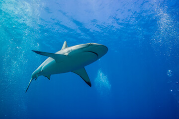 海面下間近を泳ぐオグロメジロザメ, carcharhinus amblyrhynchos。グレーリーフシャークとも呼ばれる。ミクロネシア連邦ヤップ島