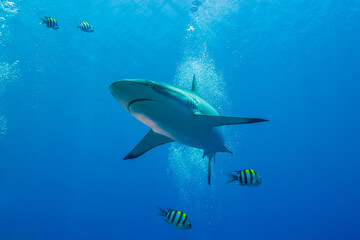 泳ぎ近づいてくるオグロメジロザメ、carcharhinus amblyrhynchos...
