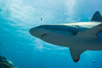 Fototapeta premium オグロメジロザメ、carcharhinus amblyrhynchos、の頭部クローズアップ。ブルーバック。ミクロネシア連邦ヤップ島