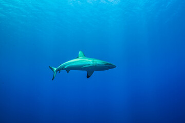 Obraz premium 中層部でホバリングするオグロメジロザ、carcharhinus amblyrhynchos 。ミクロネシア連邦ヤップ島 