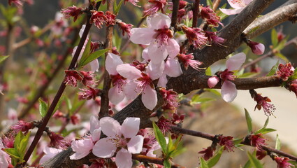 pink cherry blossom