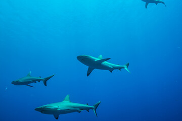 1 538 Yap Fototapeten Leinwandbilder Und Aufkleber Wallsheaven