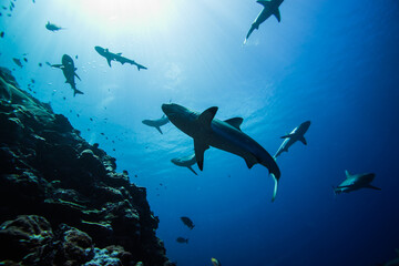 リーフシャークのシルエット。ブルーバック。ミクロネシア連邦ヤップ島