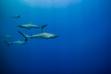 Fototapeta premium オグロメジロザメ, carcharhinus amblyrhynchos, の群れ 。ブルーバック。ミクロネシア連邦ヤップ島