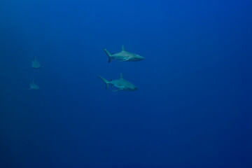 群青色の海を遊弋するオグロメジロザメ, carcharhinus amblyrhynchos,...