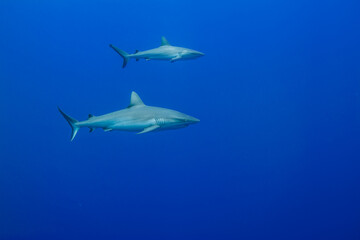 Naklejka na ściany i meble 青い海を背景に泳ぐオグロメジロザメ, carcharhinus amblyrhynchos 。ミクロネシア連邦ヤップ島