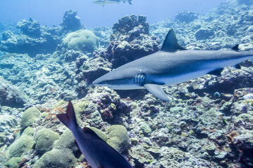 静かなラグーンを泳ぐオグロメジロザメ, carcharhinus amblyrhynchos,...