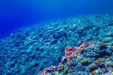 海洋底に続くサンゴ礁の斜面。ブルーバック。ミクロネシア連邦ヤップ島