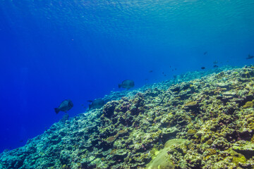 Fototapeta na wymiar 海洋底に続くサンゴ礁の斜面。ブルーバック。ミクロネシア連邦ヤップ島