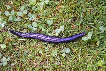Fototapeta premium Nacktschnecke