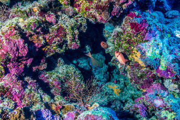Fototapeta na wymiar サンゴ礁の小さなケイブに群れるセグロマツカサウオ 、Myripristis violacea Bleeker, 1851。ミクロネシア連邦ヤップ島