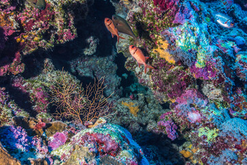 サンゴ礁の小さなケイブに群れるセグロマツカサウオ 、Myripristis violacea Bleeker, 1851。ミクロネシア連邦ヤップ島