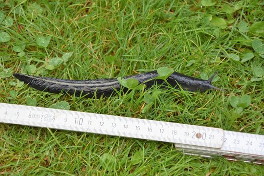 schwarzer Schnegel