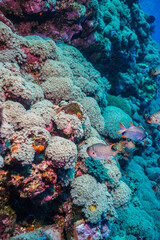 Obraz premium サンゴ礁の斜面に群れるセグロマツカサウオ 、Myripristis violacea Bleeker, 1851。ミクロネシア連邦ヤップ島