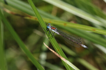 A rare male Scarce Emerald Damselfly, Lestes dryas, perching on a reed at the edge of a stream in the UK.