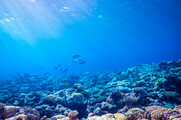 Naklejka na ściany i meble 太陽光線が差し込むサンゴ礁。共生藻類が海中の二酸化炭素を取り込みサンゴ礁が形成されていく。ミクロネシア連邦ヤップ島