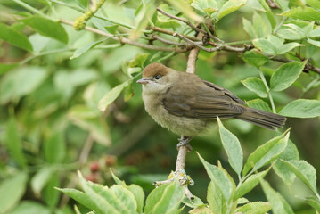 A cute fledgling Blackcap, Sylvia atricapilla, perching in a tree.