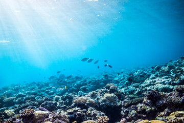 Naklejka na ściany i meble 太陽光線が差し込むサンゴ礁。共生藻類が海中の二酸化炭素を取り込みサンゴ礁が形成されていく。ミクロネシア連邦ヤップ島