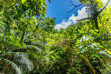 森から見上げる青空