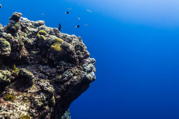 太陽光線が差し込むサンゴ礁 共生藻類が海中の二酸化炭素を取り込みサンゴ礁が形成されていく ミクロネシア連邦ヤップ島 Wall Mural Noriyuki
