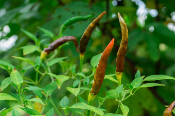 Anthracnose or Dried Shrimp in Chili.
