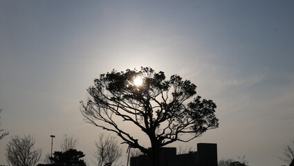 Obraz premium silhouette of tree