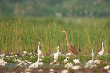 Purple heron  and flock of egret fishing 