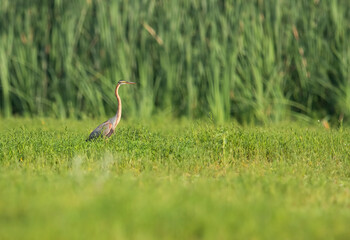 Purple heron 