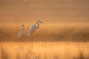 Great egrets fishing at sunrise