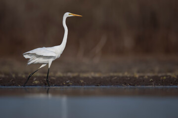 Great egret