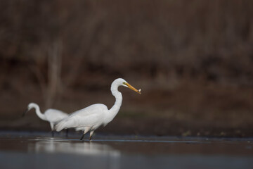 Great white egret fishing 