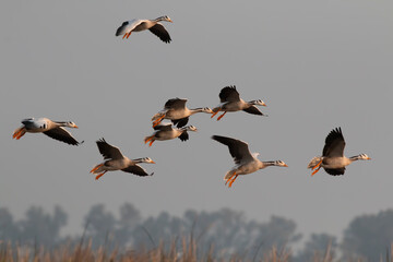 Flock of Bar headed goose Flying