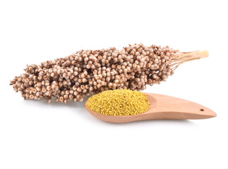 sorghum isolated on white background