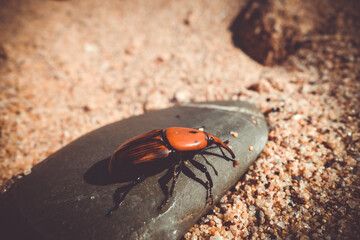 Red palm weevil on a stone