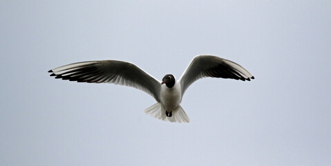 Black headed gull in flight above nesting colony