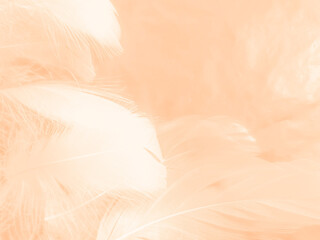 Beautiful abstract white and light orange feathers on white background, soft brown feather texture on white patter, yellow feather background