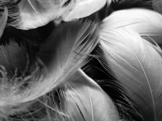 Obraz premium Beautiful abstract white feathers on black background and soft black feather texture on white pattern and light background, gray feather background, gray banners