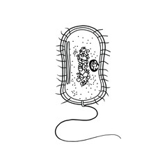 A typical bacterial cell. Illustrating structural components.