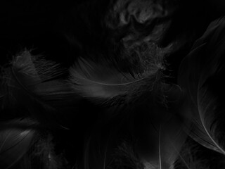 Beautiful abstract white feathers on black background and soft black feather texture on white pattern and light background, gray feather background, gray banners