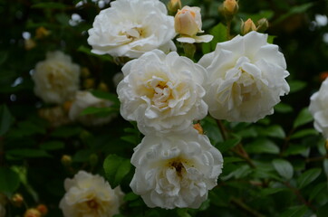 Beautiful white roses in full bloom.