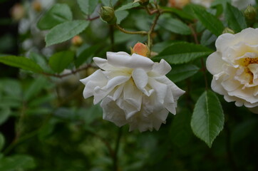 Beautiful white roses in full bloom.