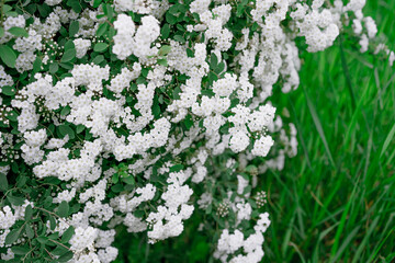 Bush with growing small white flowers