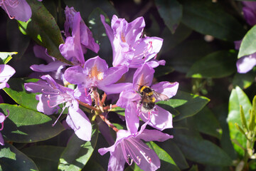 Bee on rhododendron flowers in a garden during summer