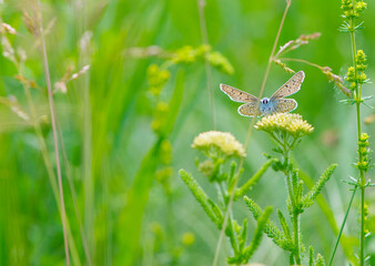
little butterfly sits on a wildflower in green grass
