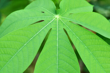 Nature Green Cassava Leaves Stock Photo Image