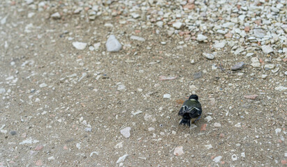 Baby bird alone on the ground.