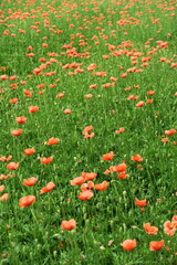 ナガミヒナゲシ咲く初夏の野原風景