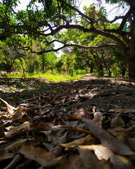 Obraz premium stream in the forest